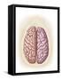 View of Top of Human Head Showing Hemispheres of the Human Brain-null-Framed Stretched Canvas