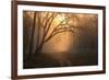 View of track and forest habitat at sunrise, Tadoba , Maharashtra, India-Bernd Rohrschneider-Framed Photographic Print