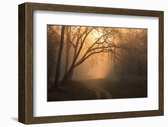 View of track and forest habitat at sunrise, Tadoba , Maharashtra, India-Bernd Rohrschneider-Framed Photographic Print