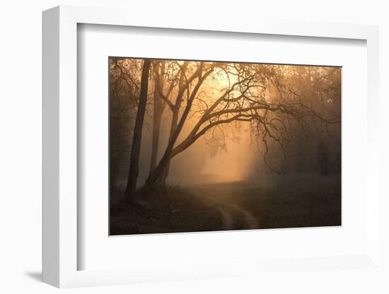 View of track and forest habitat at sunrise, Tadoba , Maharashtra, India-Bernd Rohrschneider-Framed Photographic Print