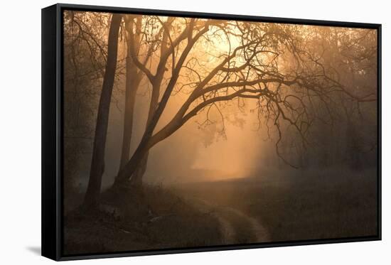 View of track and forest habitat at sunrise, Tadoba , Maharashtra, India-Bernd Rohrschneider-Framed Stretched Canvas