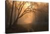 View of track and forest habitat at sunrise, Tadoba , Maharashtra, India-Bernd Rohrschneider-Stretched Canvas