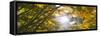 View of tree branches, Hoyt Arboretum, Washington Park, Portland, Oregon, USA-Panoramic Images-Framed Stretched Canvas