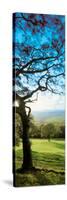 View of tree in valley, Wales-null-Stretched Canvas