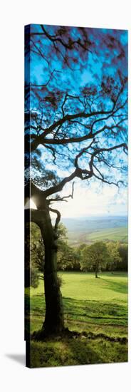 View of tree in valley, Wales-null-Stretched Canvas