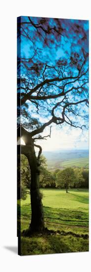 View of tree in valley, Wales-null-Stretched Canvas