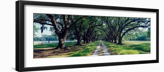 View of trees along the road, South Carolina, USA-null-Framed Photographic Print