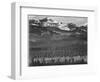 View Of Trees And Snow-Capped Mts "Long's Peak From Road Rocky Mountain NP" Colorado 1933-1942-Ansel Adams-Framed Art Print