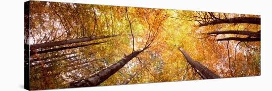 View of Trees, Bavaria, Germany-null-Stretched Canvas