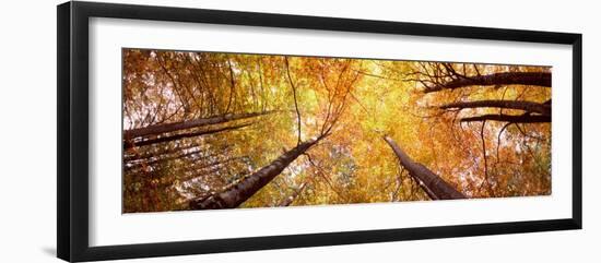 View of Trees, Bavaria, Germany-null-Framed Photographic Print