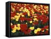 View of Tulip Flowers at Mt. Vernon, Washington State, USA-Stuart Westmorland-Framed Stretched Canvas