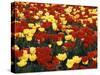 View of Tulip Flowers at Mt. Vernon, Washington State, USA-Stuart Westmorland-Stretched Canvas