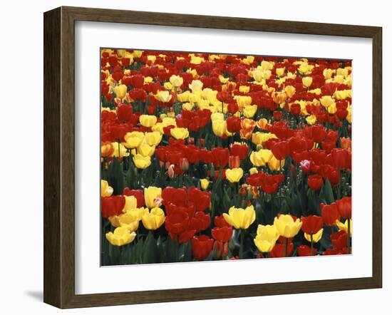 View of Tulip Flowers at Mt. Vernon, Washington State, USA-Stuart Westmorland-Framed Premium Photographic Print