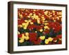 View of Tulip Flowers at Mt. Vernon, Washington State, USA-Stuart Westmorland-Framed Premium Photographic Print