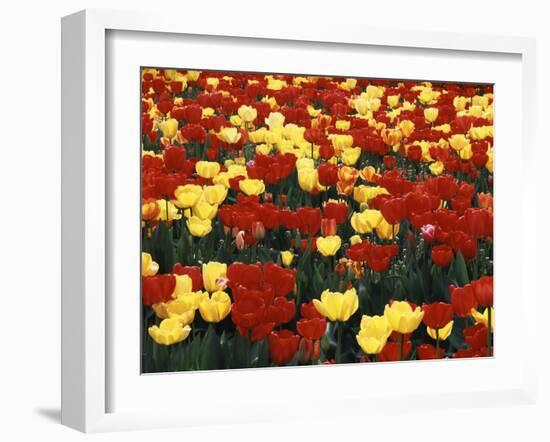 View of Tulip Flowers at Mt. Vernon, Washington State, USA-Stuart Westmorland-Framed Premium Photographic Print