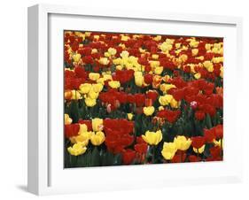 View of Tulip Flowers at Mt. Vernon, Washington State, USA-Stuart Westmorland-Framed Premium Photographic Print