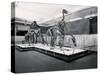 View of Tyrannosaur Skeletons in Museum-null-Stretched Canvas