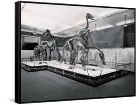 View of Tyrannosaur Skeletons in Museum-null-Framed Stretched Canvas