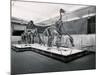 View of Tyrannosaur Skeletons in Museum-null-Mounted Photographic Print