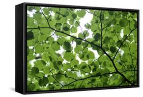 View of Underside of Lime (Tilia Sp) Leaves on a Branch, Moricsala Island, Lake Usma, Latvia-López-Framed Stretched Canvas