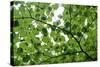 View of Underside of Lime (Tilia Sp) Leaves on a Branch, Moricsala Island, Lake Usma, Latvia-López-Stretched Canvas