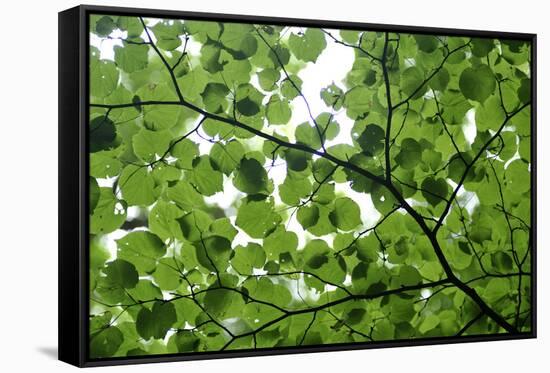 View of Underside of Lime (Tilia Sp) Leaves on a Branch, Moricsala Island, Lake Usma, Latvia-López-Framed Stretched Canvas