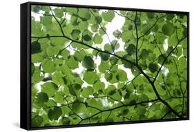 View of Underside of Lime (Tilia Sp) Leaves on a Branch, Moricsala Island, Lake Usma, Latvia-López-Framed Stretched Canvas