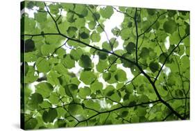 View of Underside of Lime (Tilia Sp) Leaves on a Branch, Moricsala Island, Lake Usma, Latvia-López-Stretched Canvas