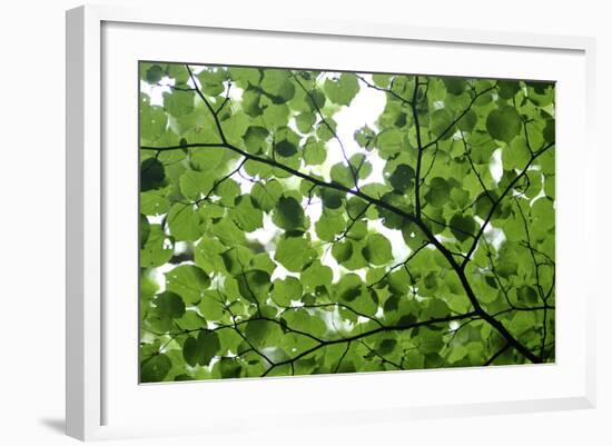 View of Underside of Lime (Tilia Sp) Leaves on a Branch, Moricsala Island, Lake Usma, Latvia-López-Framed Photographic Print