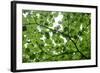View of Underside of Lime (Tilia Sp) Leaves on a Branch, Moricsala Island, Lake Usma, Latvia-López-Framed Photographic Print