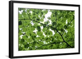 View of Underside of Lime (Tilia Sp) Leaves on a Branch, Moricsala Island, Lake Usma, Latvia-López-Framed Photographic Print