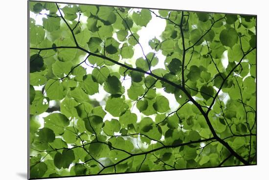 View of Underside of Lime (Tilia Sp) Leaves on a Branch, Moricsala Island, Lake Usma, Latvia-López-Mounted Photographic Print