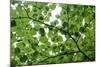 View of Underside of Lime (Tilia Sp) Leaves on a Branch, Moricsala Island, Lake Usma, Latvia-López-Mounted Photographic Print