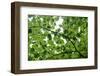 View of Underside of Lime (Tilia Sp) Leaves on a Branch, Moricsala Island, Lake Usma, Latvia-López-Framed Photographic Print