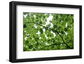 View of Underside of Lime (Tilia Sp) Leaves on a Branch, Moricsala Island, Lake Usma, Latvia-López-Framed Photographic Print