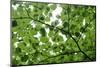 View of Underside of Lime (Tilia Sp) Leaves on a Branch, Moricsala Island, Lake Usma, Latvia-López-Mounted Photographic Print