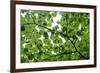 View of Underside of Lime (Tilia Sp) Leaves on a Branch, Moricsala Island, Lake Usma, Latvia-López-Framed Photographic Print