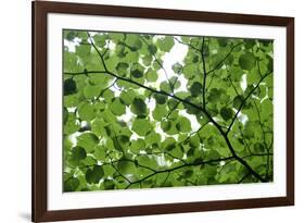 View of Underside of Lime (Tilia Sp) Leaves on a Branch, Moricsala Island, Lake Usma, Latvia-López-Framed Photographic Print