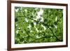 View of Underside of Lime (Tilia Sp) Leaves on a Branch, Moricsala Island, Lake Usma, Latvia-López-Framed Photographic Print