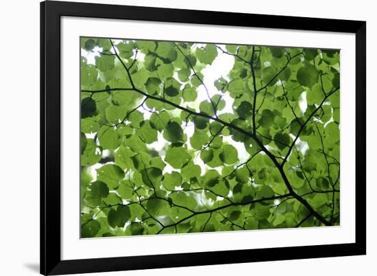 View of Underside of Lime (Tilia Sp) Leaves on a Branch, Moricsala Island, Lake Usma, Latvia-López-Framed Photographic Print