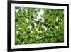 View of Underside of Lime (Tilia Sp) Leaves on a Branch, Moricsala Island, Lake Usma, Latvia-López-Framed Photographic Print