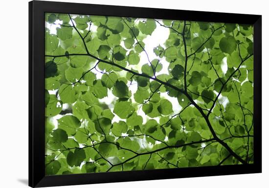 View of Underside of Lime (Tilia Sp) Leaves on a Branch, Moricsala Island, Lake Usma, Latvia-López-Framed Photographic Print