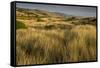 View of vegetated sand dunes and invasive marram grass, Point Reyes National Seashore-Bob Gibbons-Framed Stretched Canvas