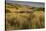 View of vegetated sand dunes and invasive marram grass, Point Reyes National Seashore-Bob Gibbons-Stretched Canvas