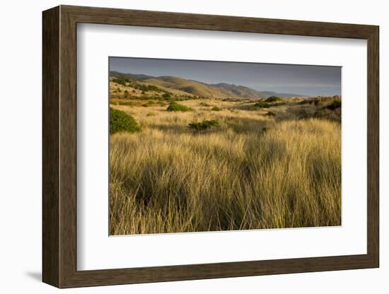 View of vegetated sand dunes and invasive marram grass, Point Reyes National Seashore-Bob Gibbons-Framed Photographic Print