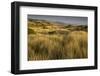 View of vegetated sand dunes and invasive marram grass, Point Reyes National Seashore-Bob Gibbons-Framed Photographic Print