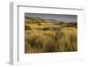 View of vegetated sand dunes and invasive marram grass, Point Reyes National Seashore-Bob Gibbons-Framed Photographic Print