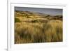 View of vegetated sand dunes and invasive marram grass, Point Reyes National Seashore-Bob Gibbons-Framed Photographic Print