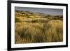 View of vegetated sand dunes and invasive marram grass, Point Reyes National Seashore-Bob Gibbons-Framed Photographic Print