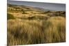 View of vegetated sand dunes and invasive marram grass, Point Reyes National Seashore-Bob Gibbons-Mounted Photographic Print